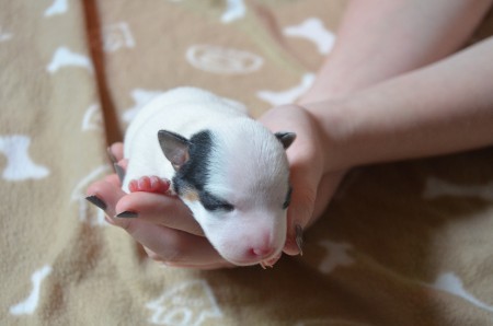 COCO - Eleganz in Tricolor...